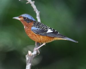 日本では迷鳥のヒメイソヒヨはカンボジアで越冬しています